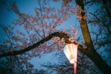 黒磯公園の夜桜 / 2023年4月3日