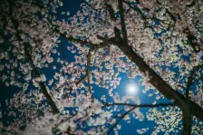 黒磯公園の夜桜 / 2023年4月3日