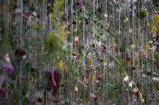 苔屋のハクチョウゲのミニ盆栽・みるるのフラワー展示・南国食堂マムアンのカオソイ / 2023年11月24日