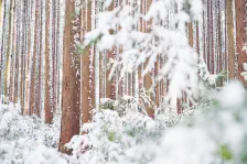 初積雪 / 2024年1月8日