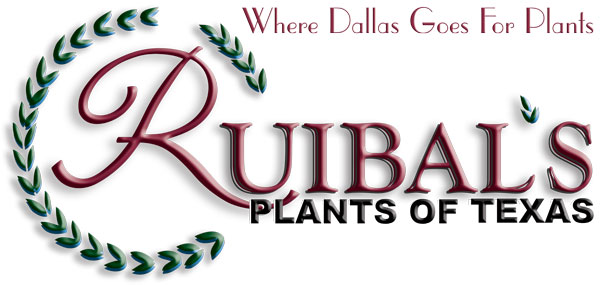 Ruibals Plants Of Texas