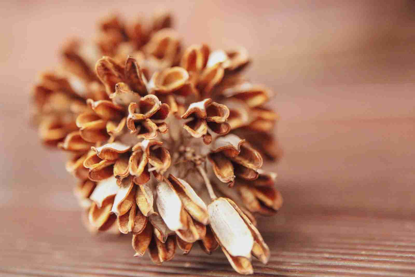 Can Pumpkin Seed Oil Capsules Treat Parasites? Can Pumpkin Seed Oil Capsules Treat Parasites?