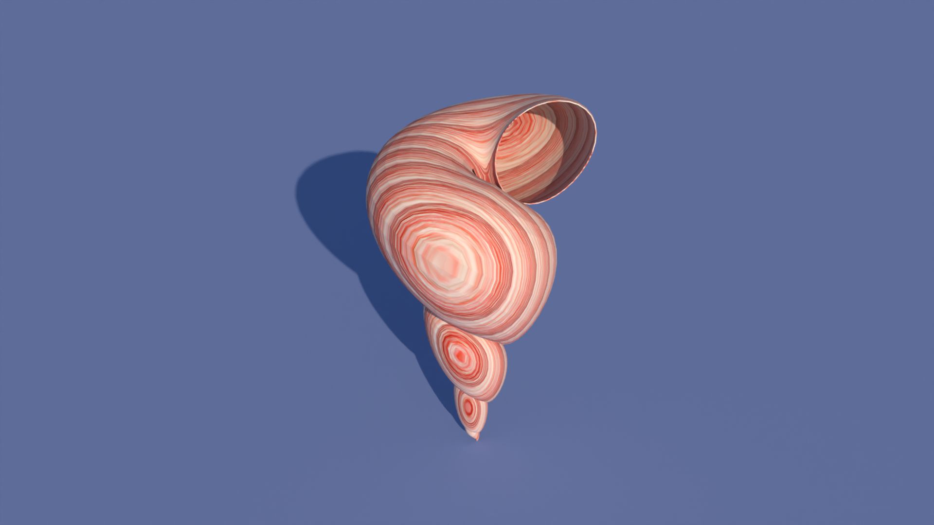 Spiral Sea Shell Spiral sea shell