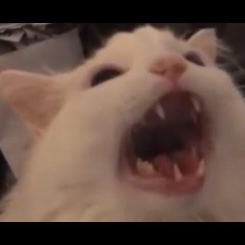 Pu Ding 's profile picture