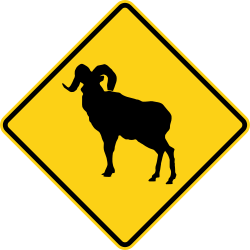Ram crossing area ahead