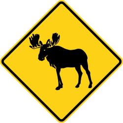 Moose crossing area ahead