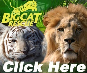 Image of Big Cat Rescue, Corp.