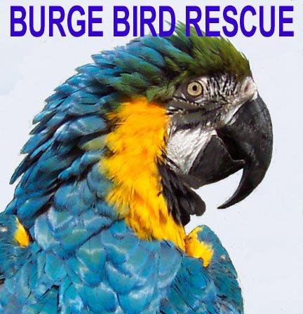 Image of Burge Bird Rescue