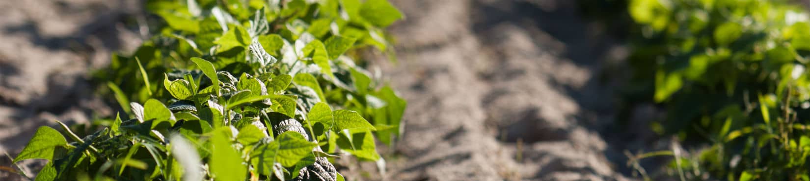 Image of Manatee River Soil and Water Conservation District