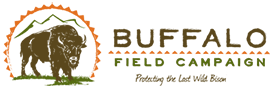 Image of Buffalo Field Campaign