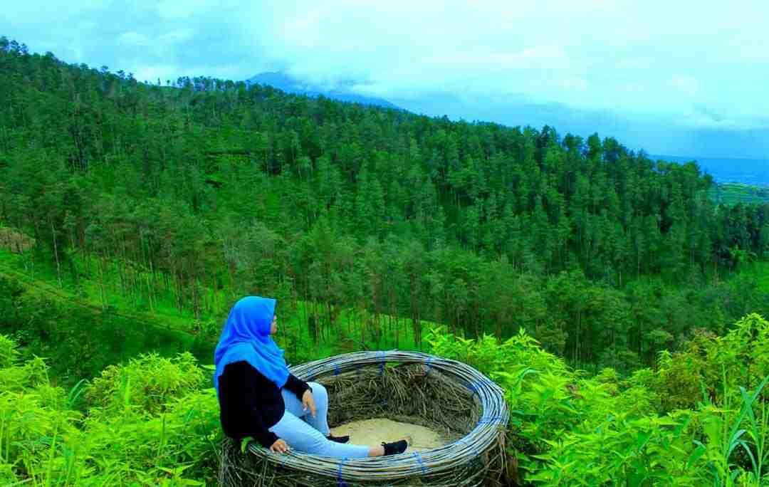 Menikmati Lanskap Hutan Pinus di Bukit Grenden