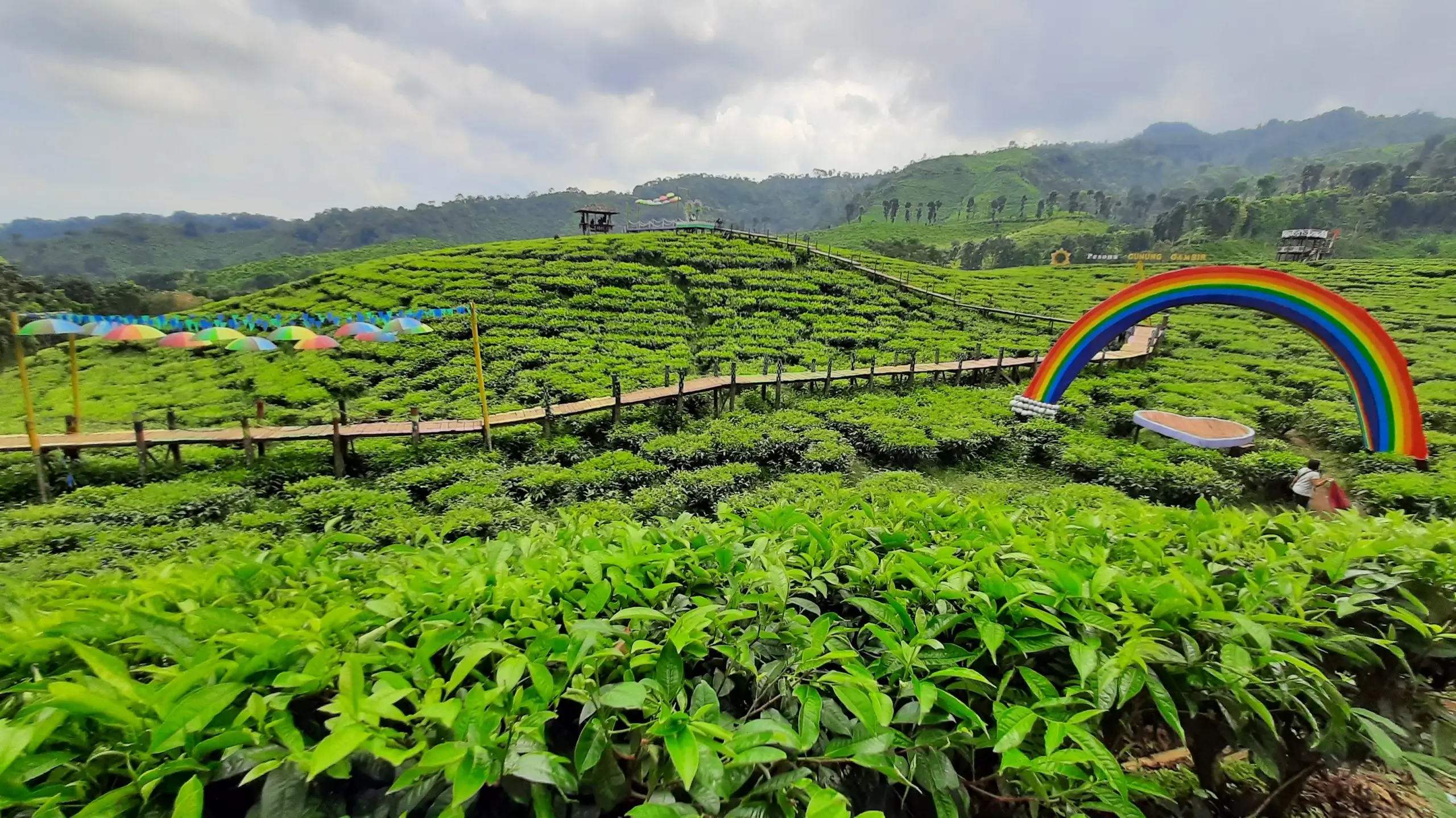 Kebun Teh Gunung Gambir