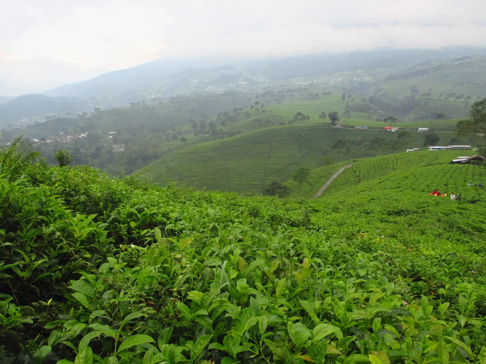 Kebun Teh Kemuning