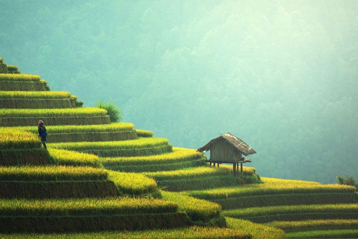Pesawahan di Bali.jpg