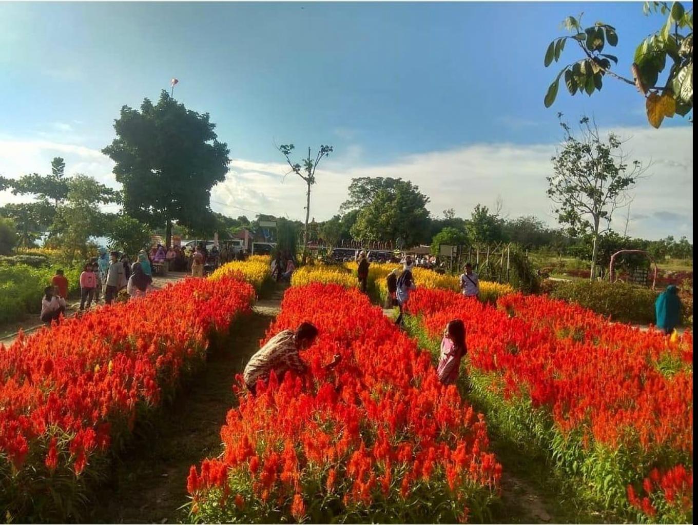 Nikmati Lanskap Warna-Warni di Taman Bunga Impian Okura