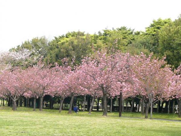 Taman Sakura Cibodas.jpeg