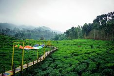 Nikmati Kesegaran Kebun Teh di Gunung Gambir Jember