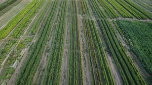 Резервације у току за садњу воћних садница