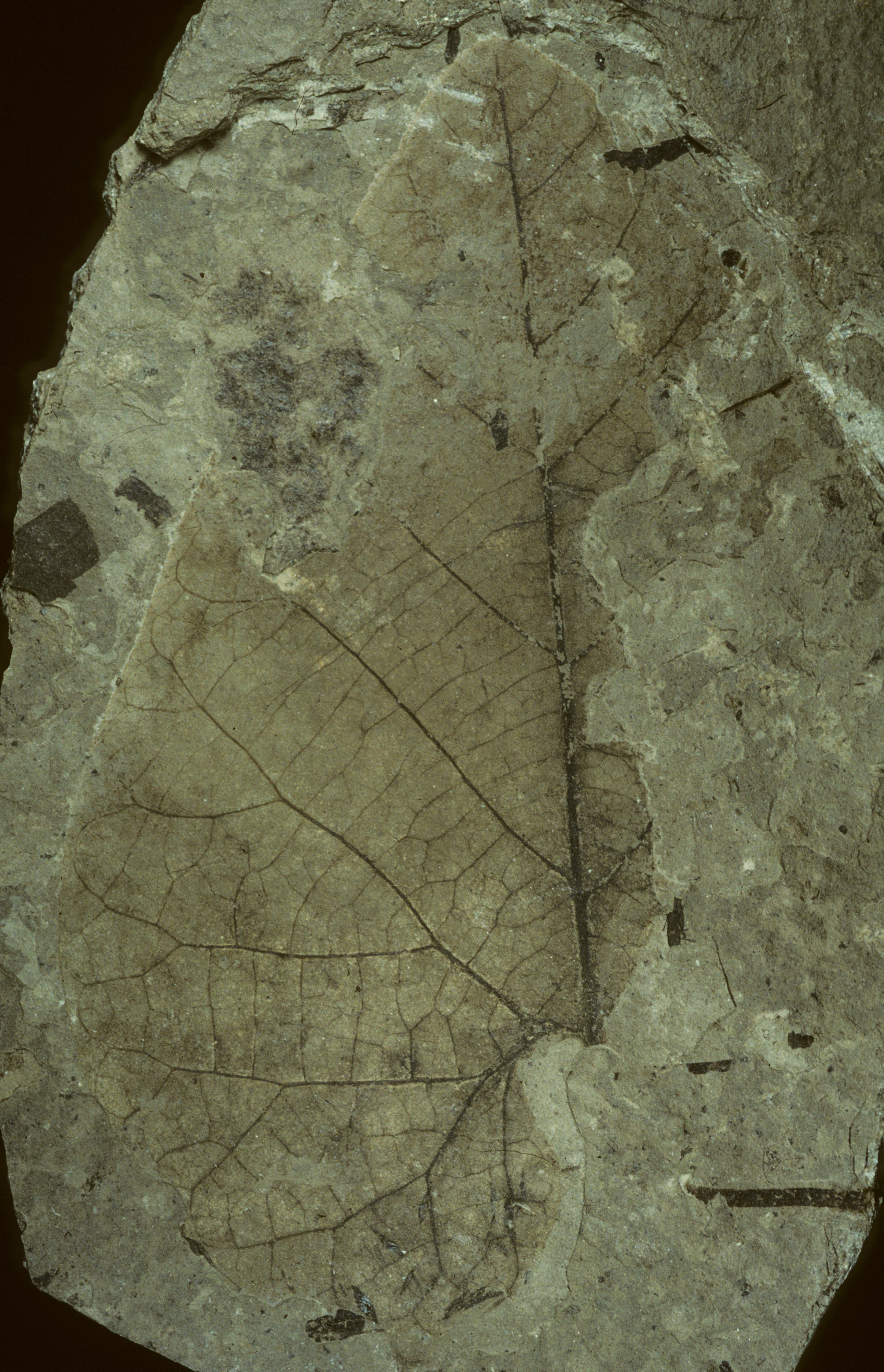 Fossil Image