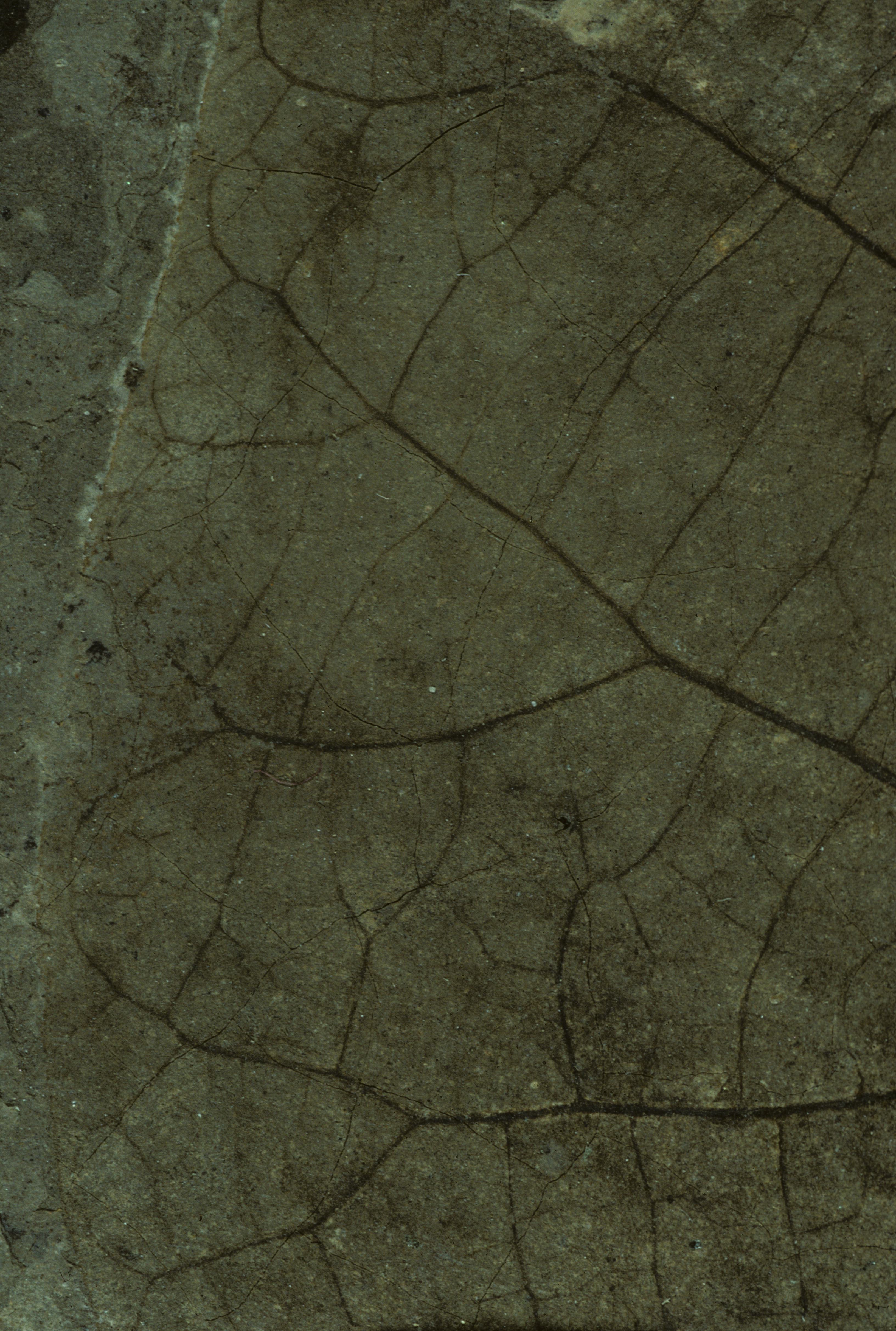 Sample 1 Image