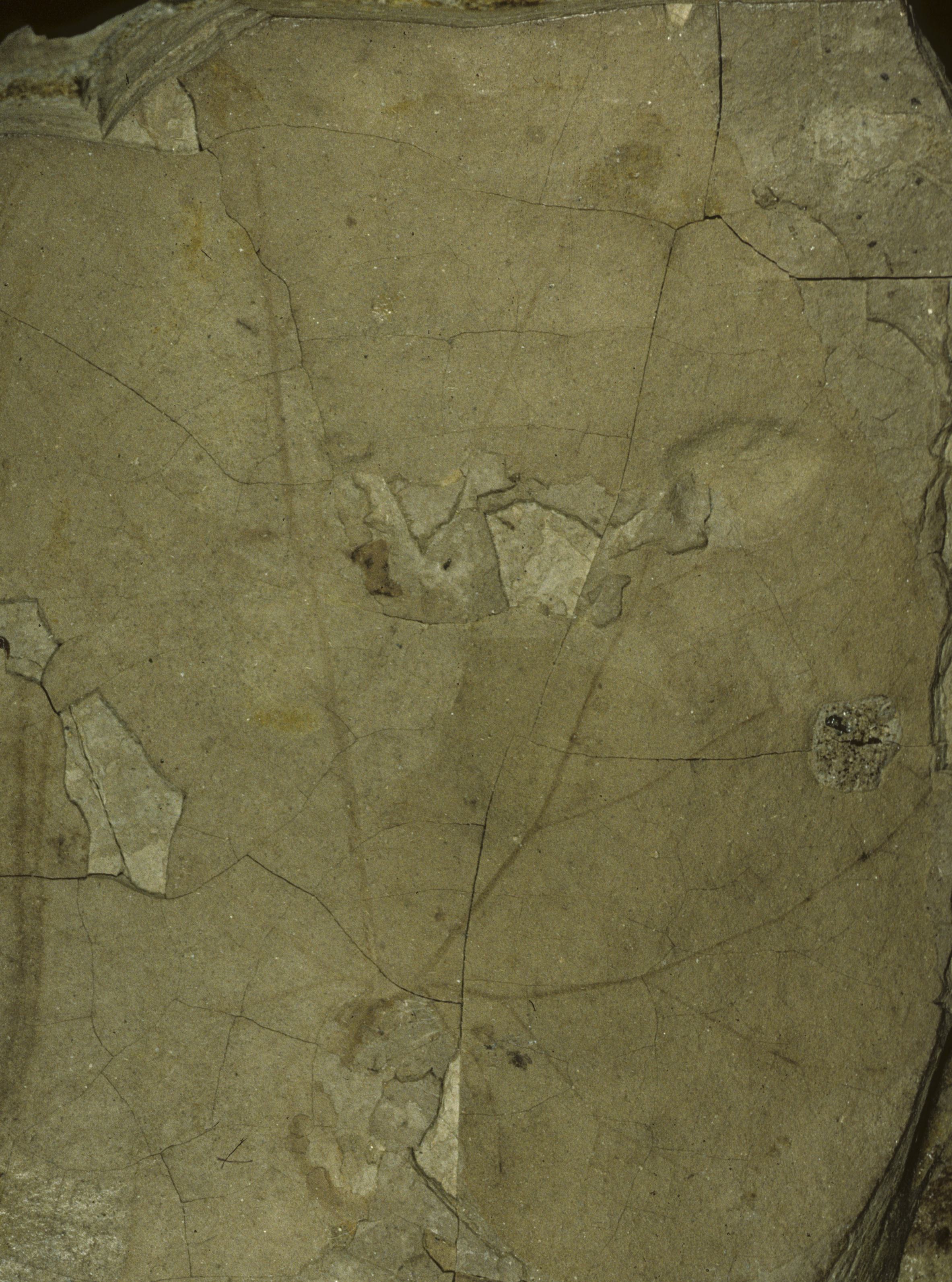 Sample 1 Image