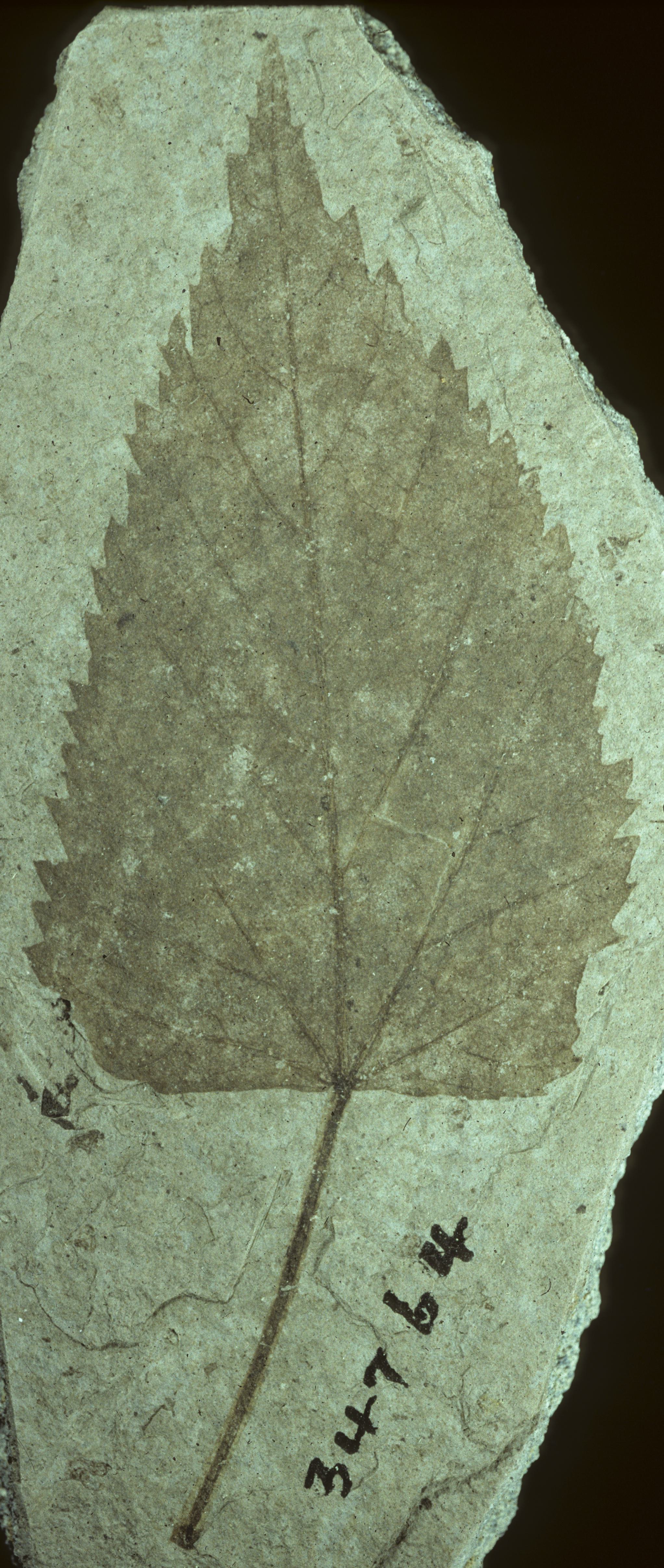 Fossil Image
