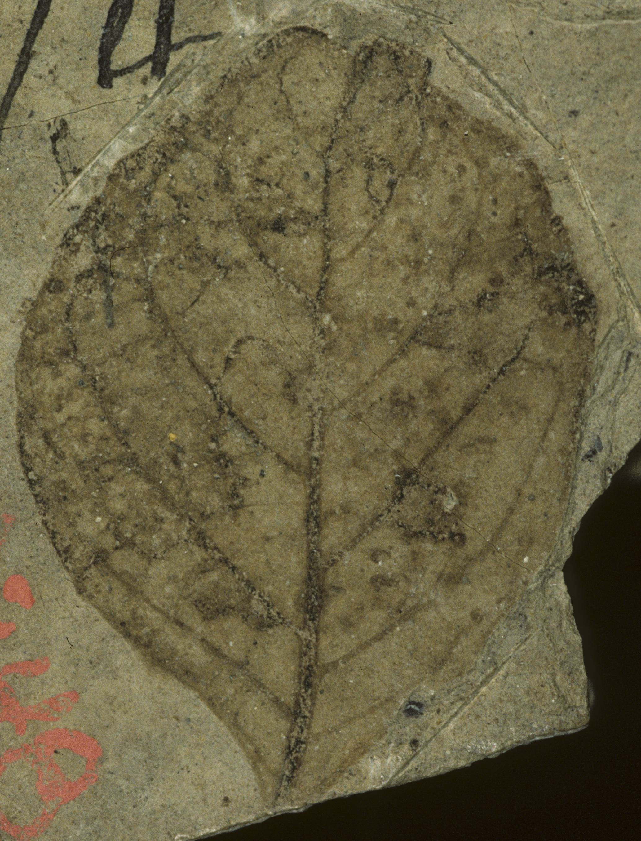 Fossil Image