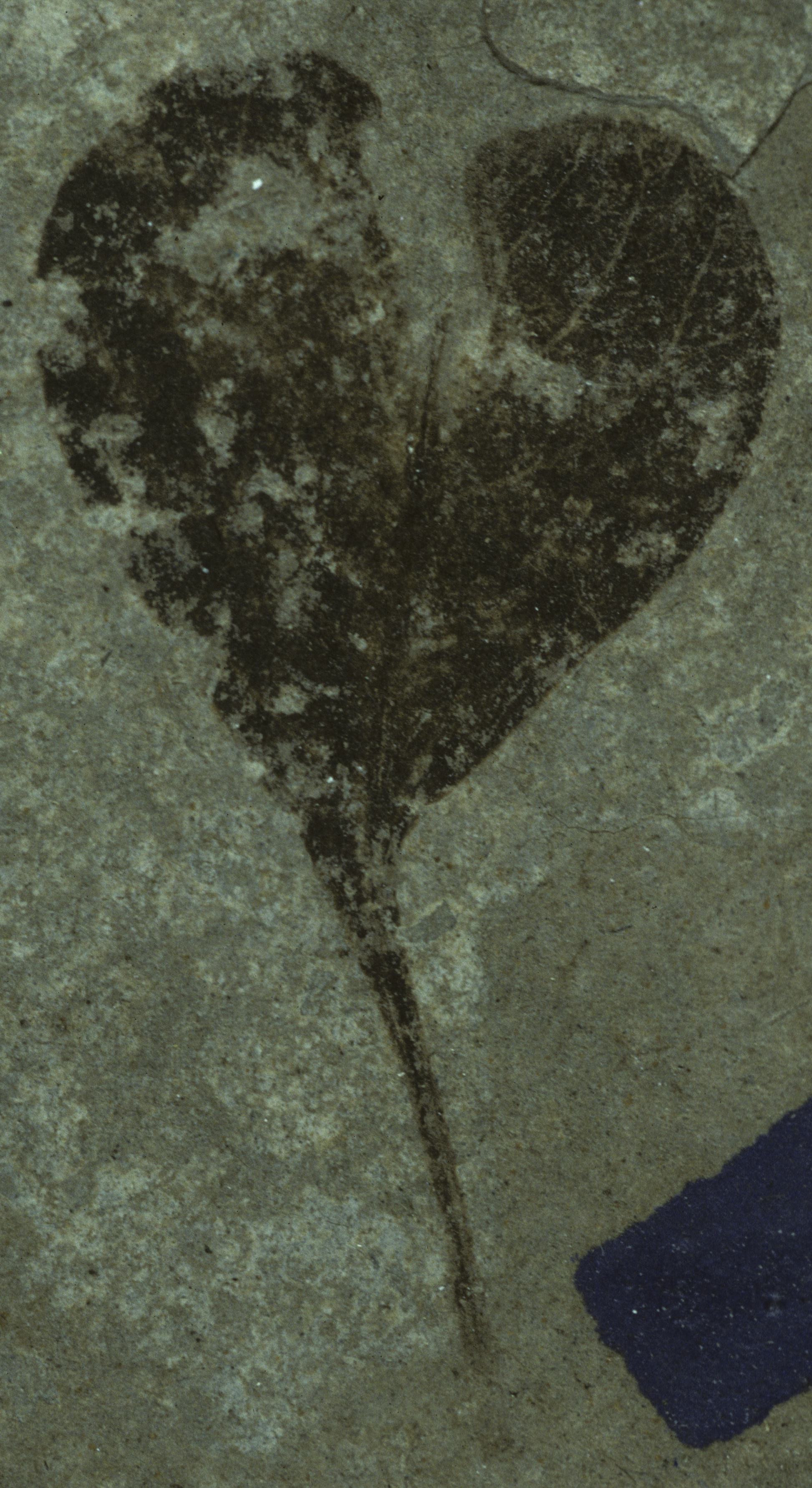 Fossil Image