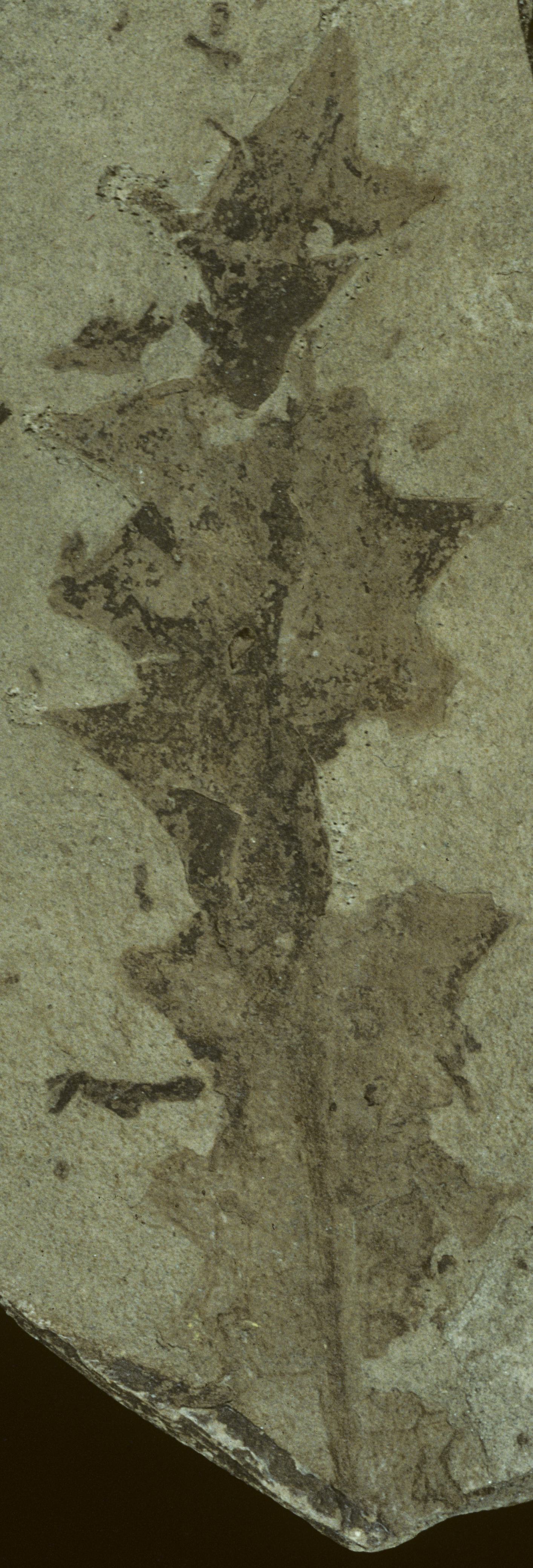 Sample 1 Image