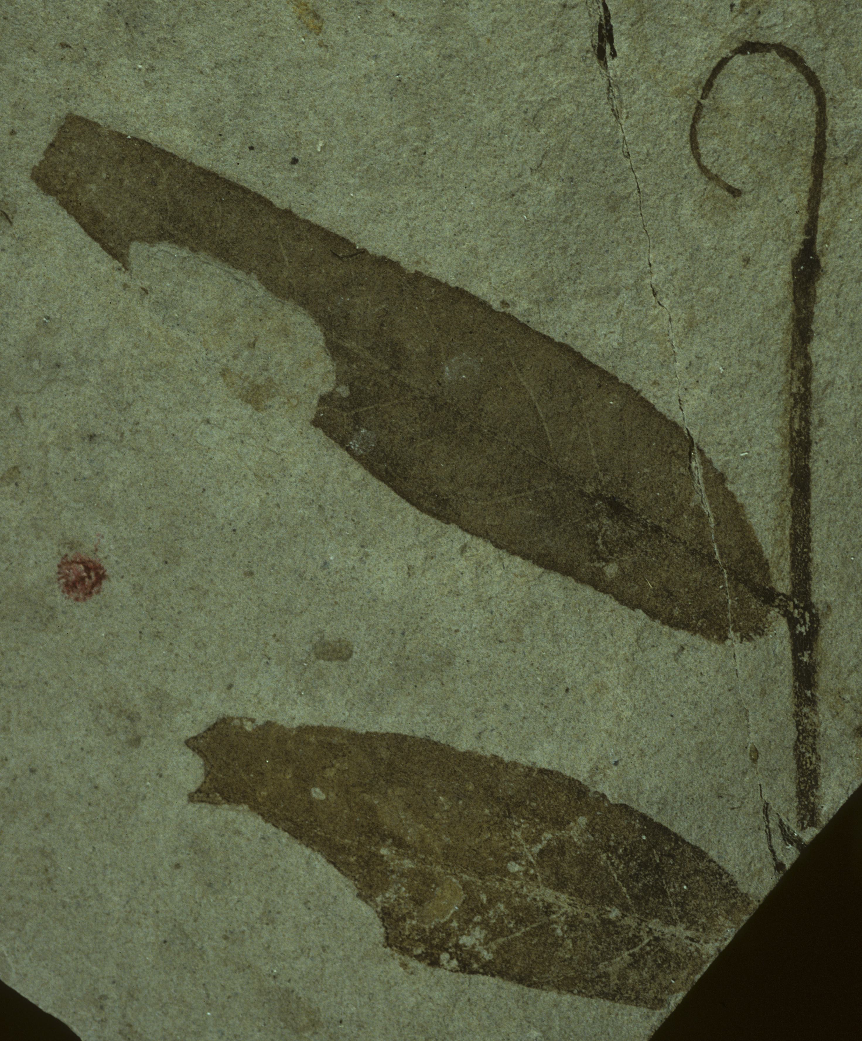 Fossil Image