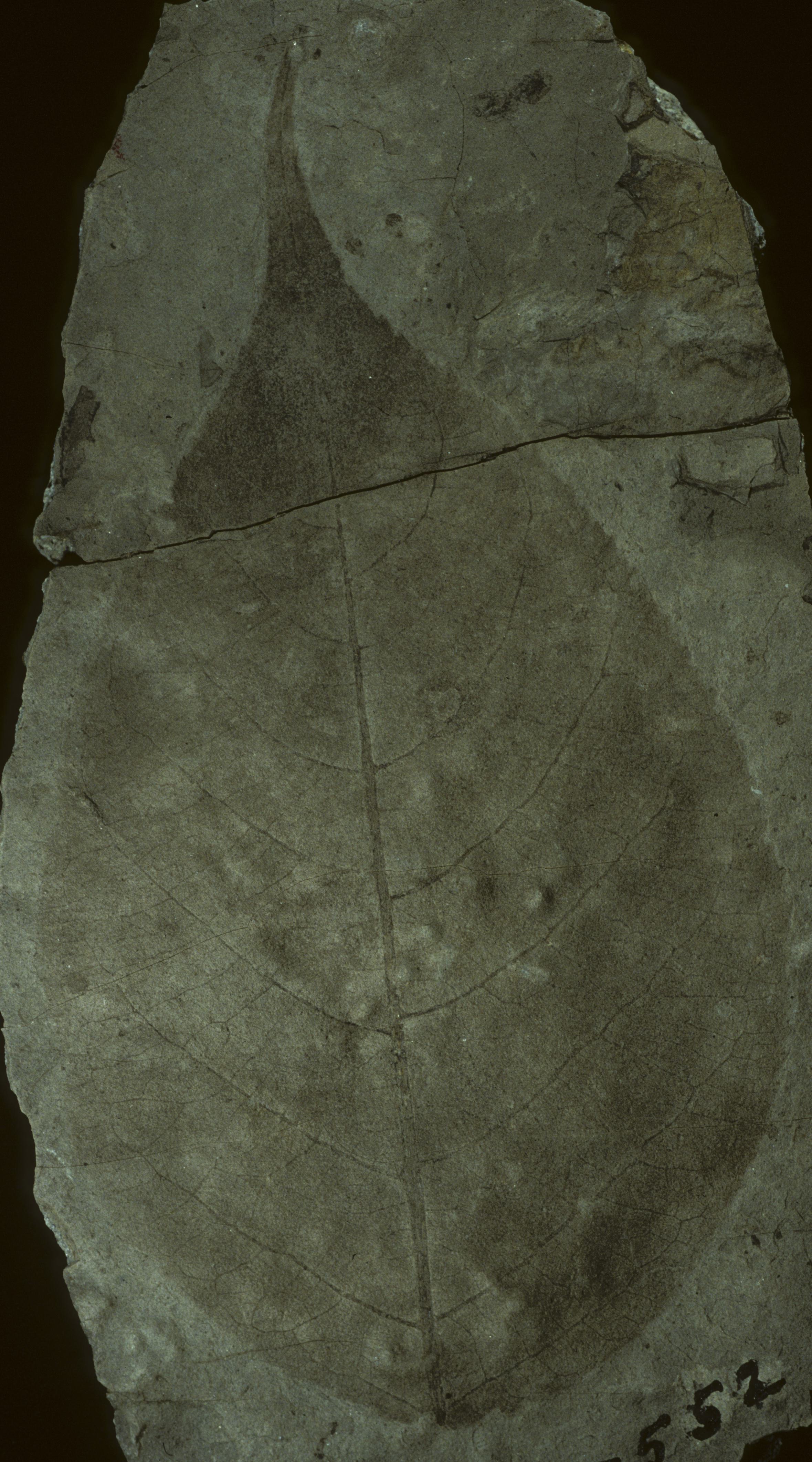 Fossil Image