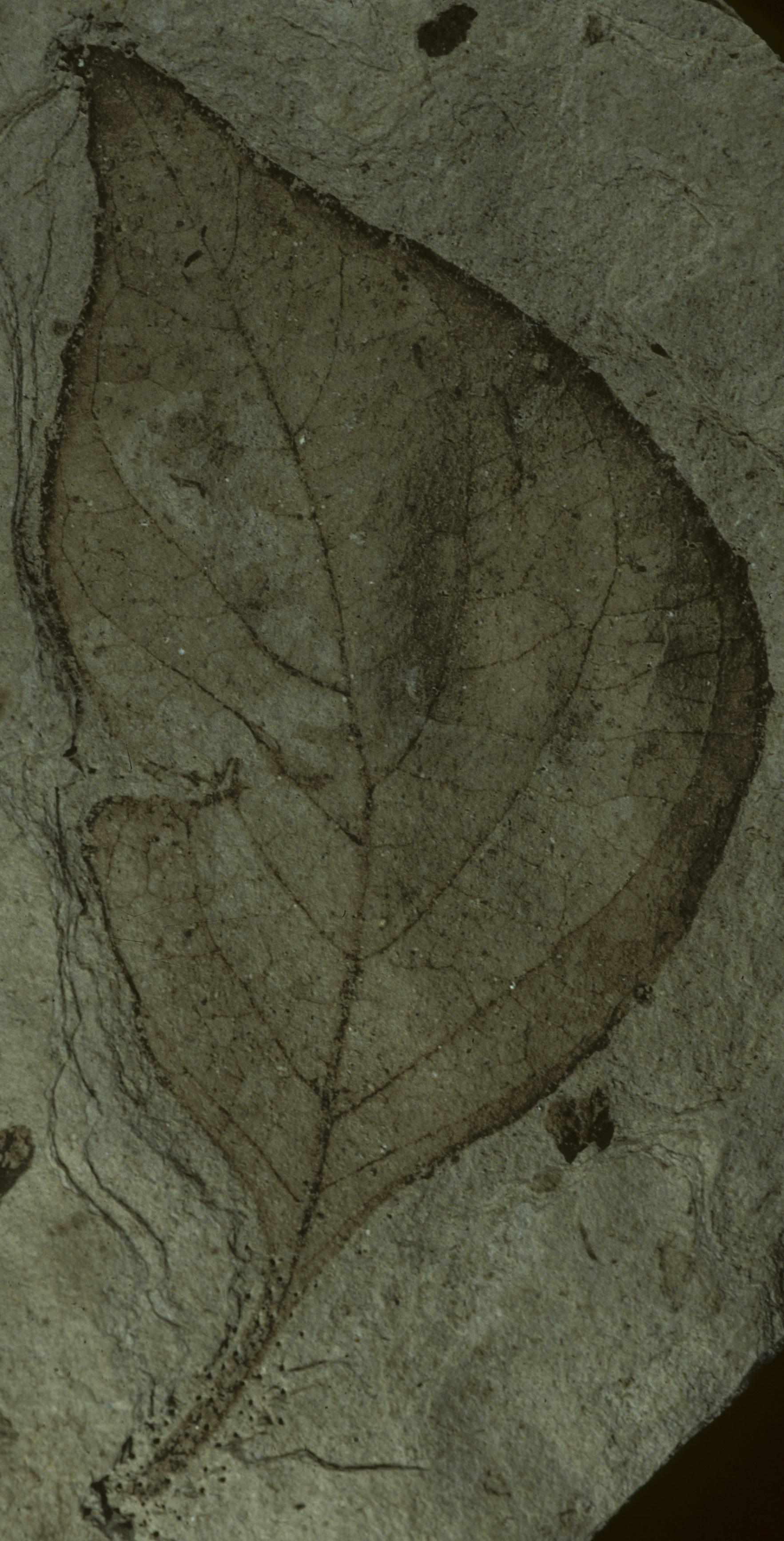 Fossil Image