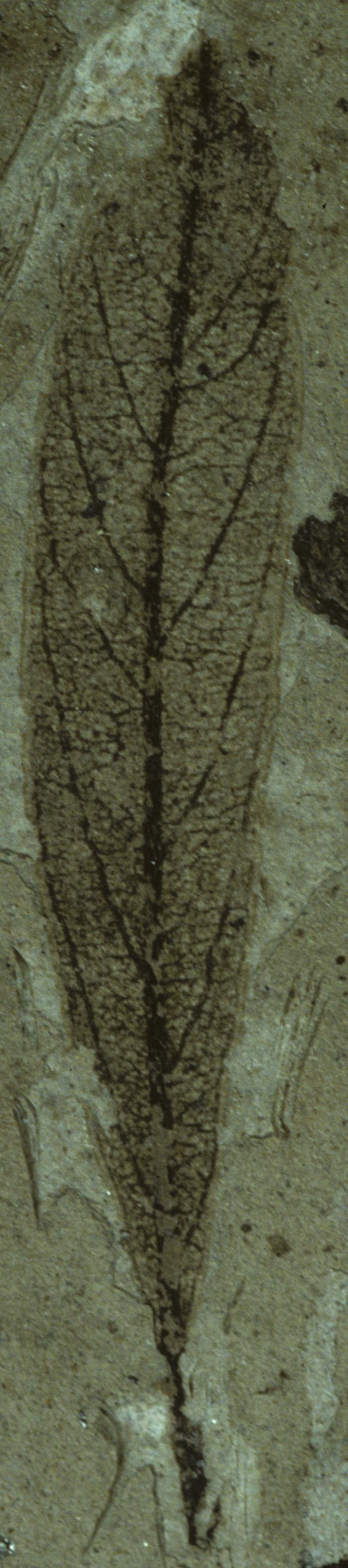 Fossil Image