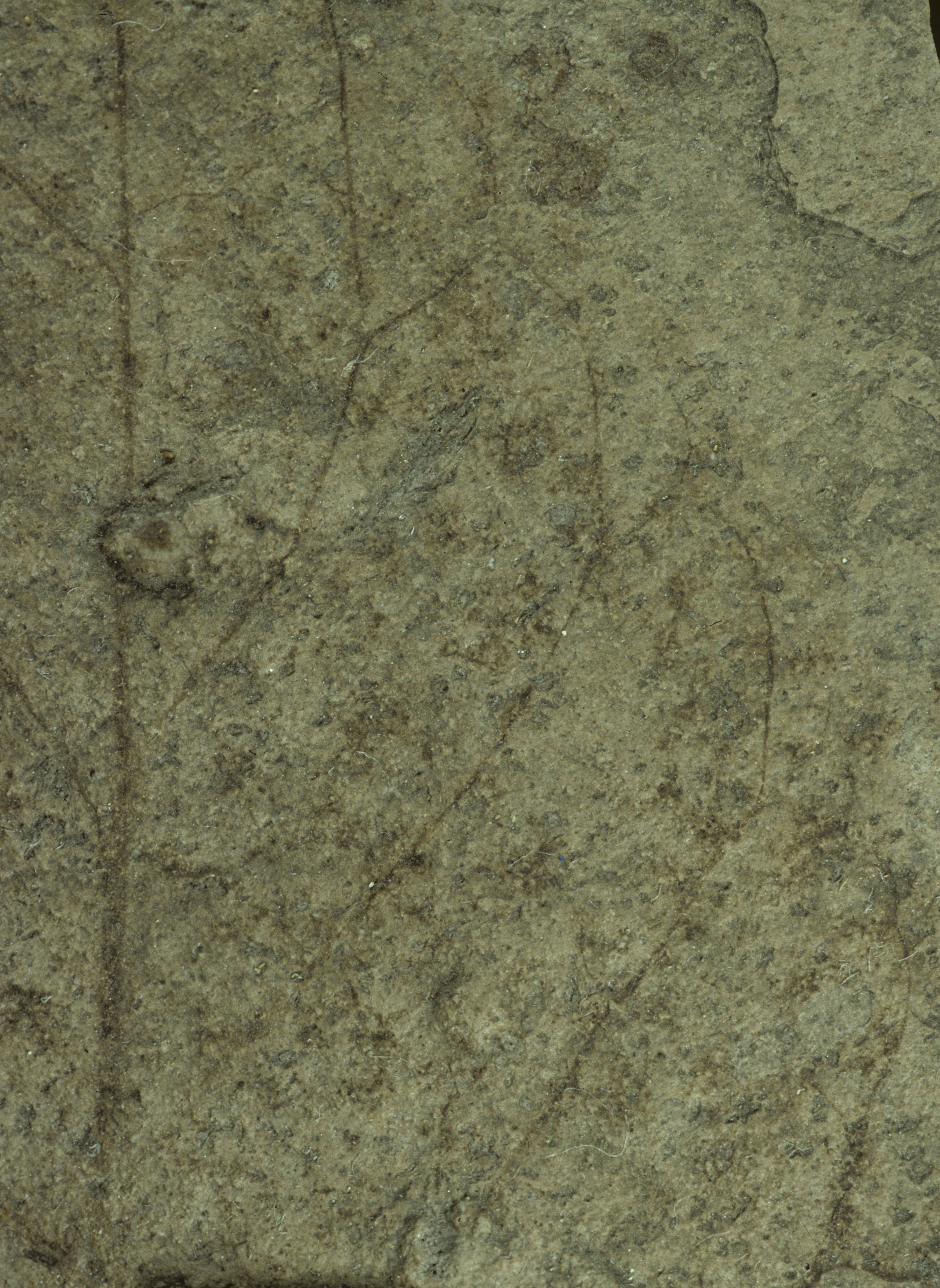 Sample 1 Image