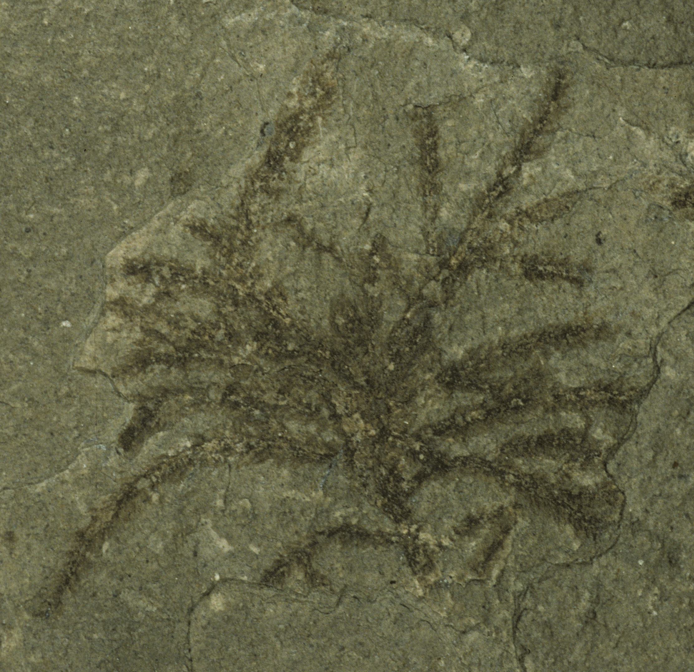 Fossil Image