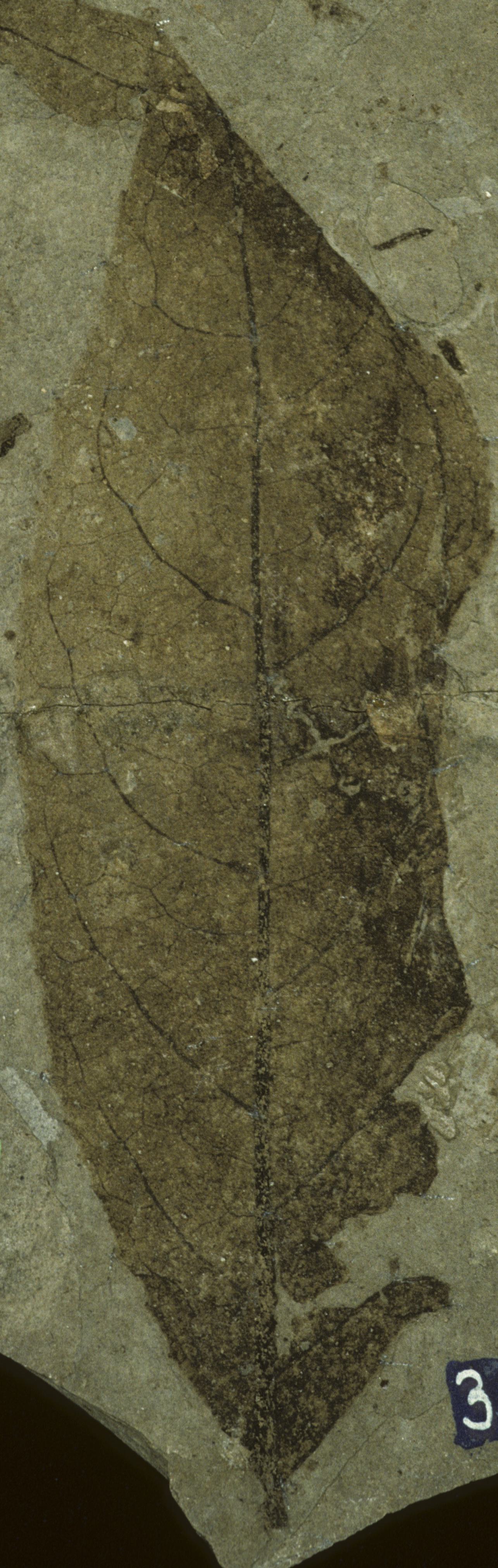Fossil Image