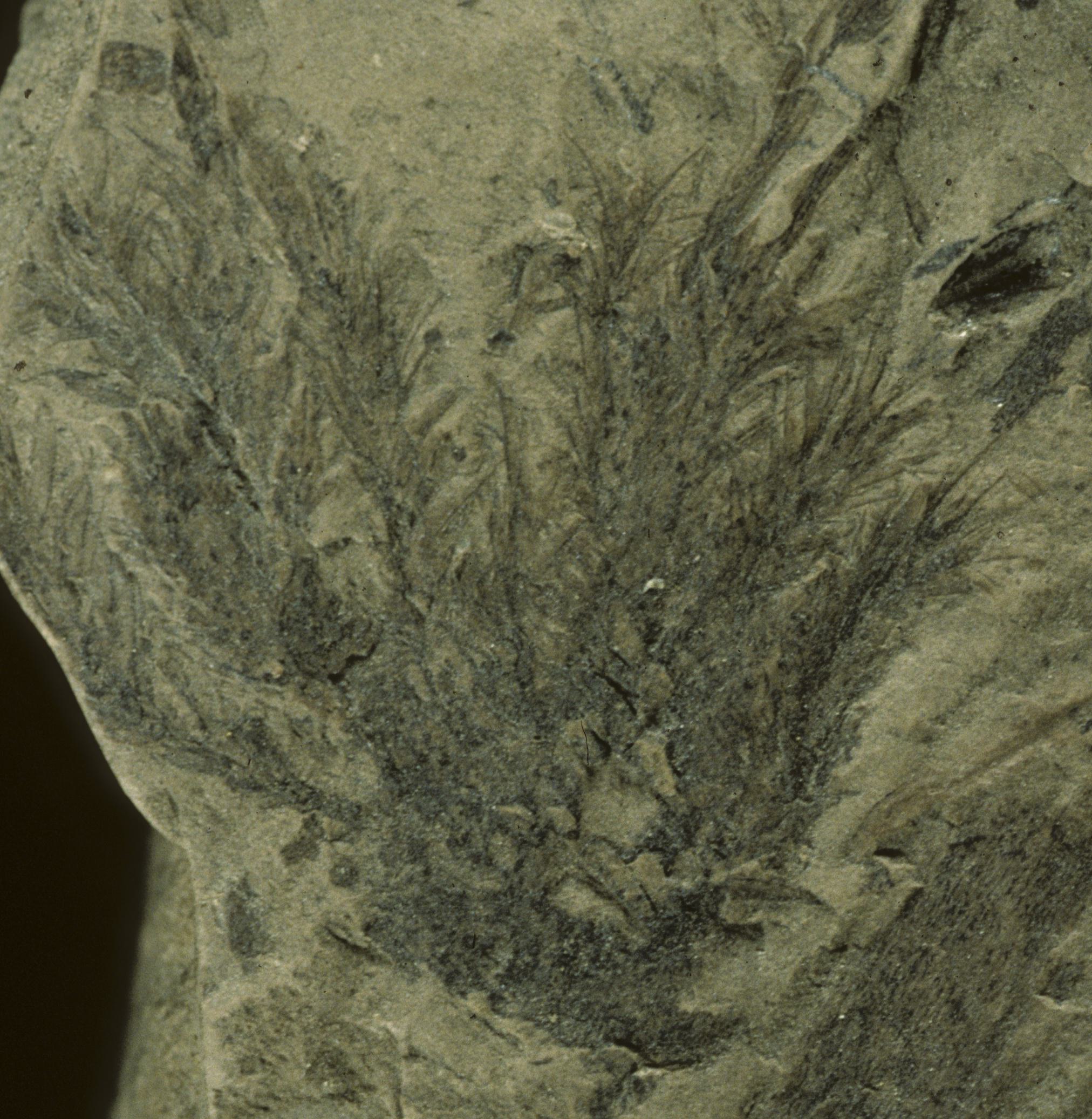 Sample 1 Image