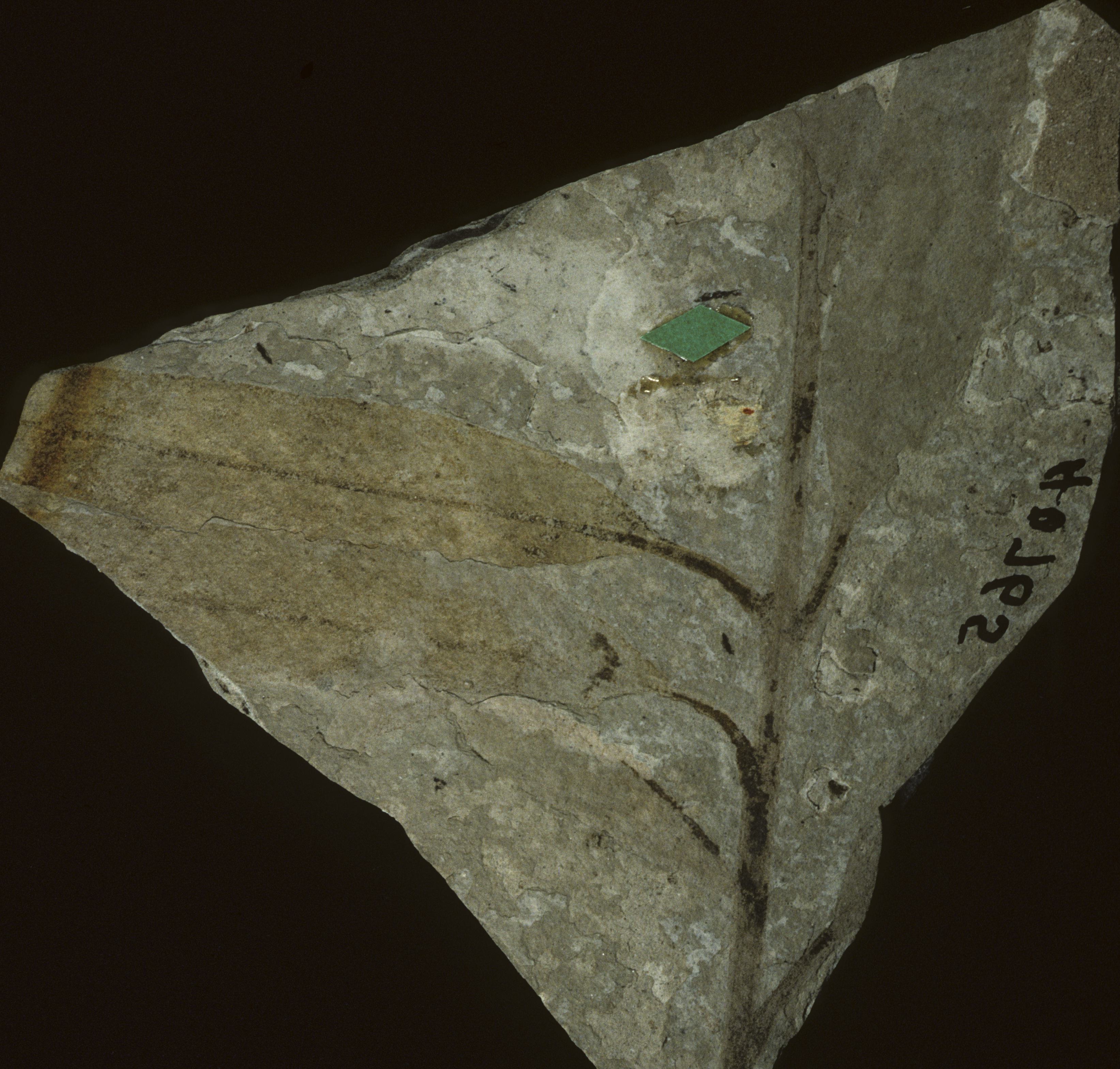 Fossil Image