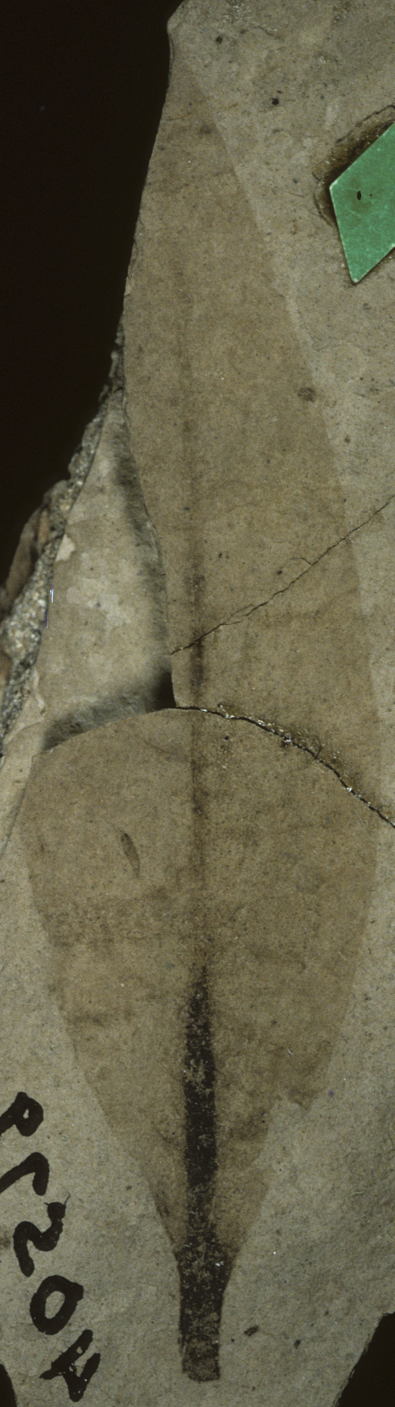 Fossil Image