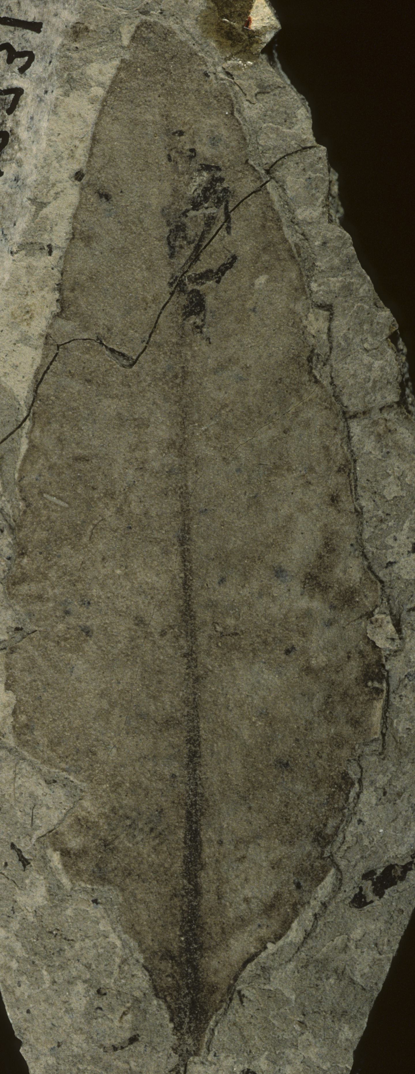 Fossil Image