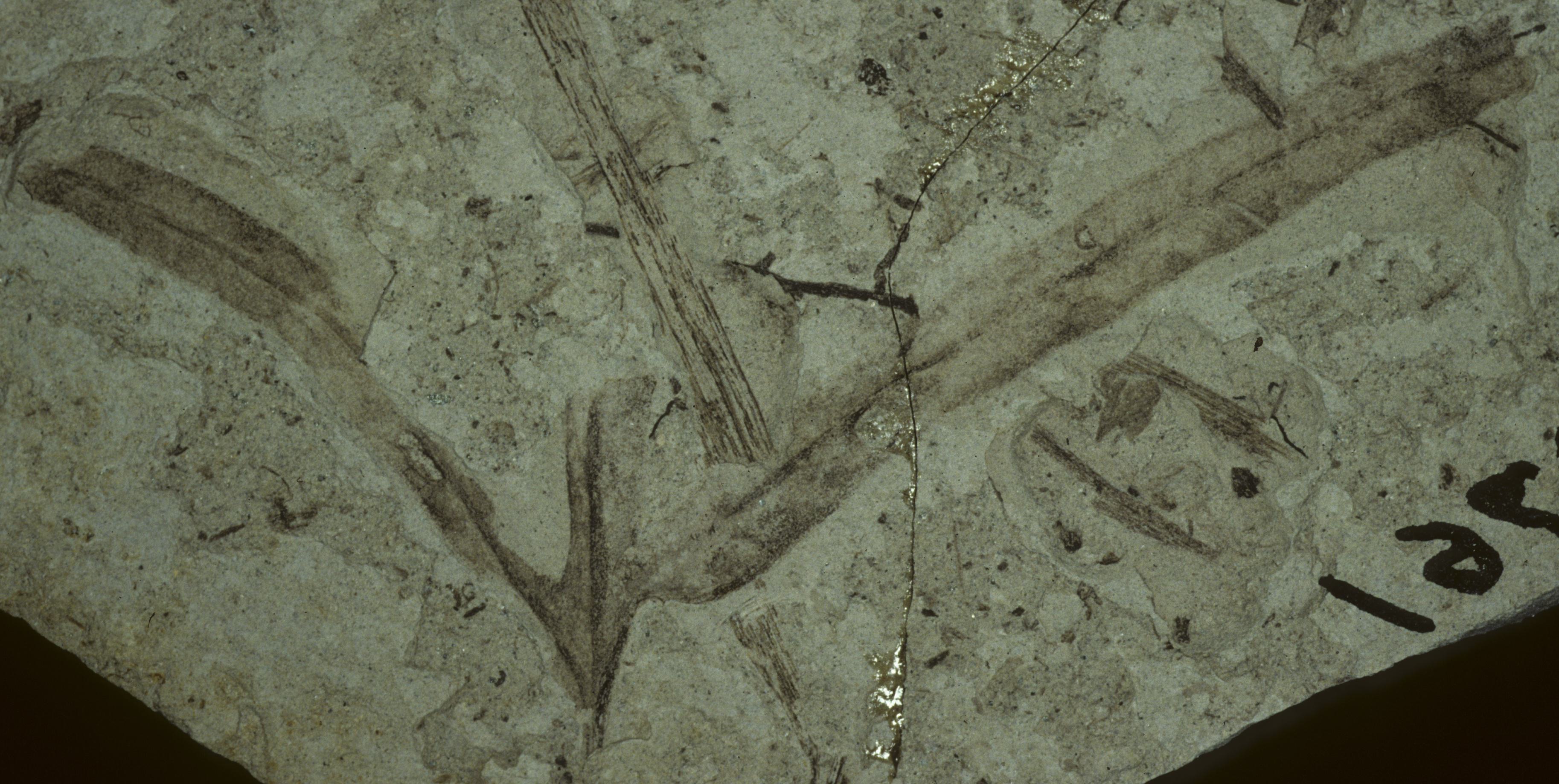 Fossil Image