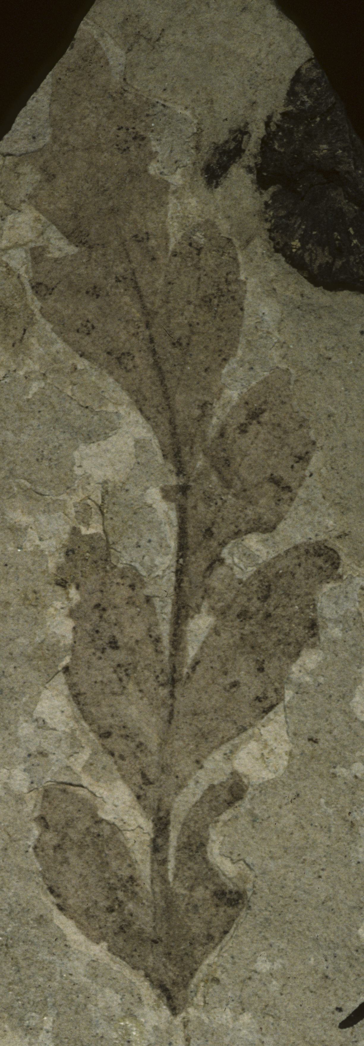 Fossil Image