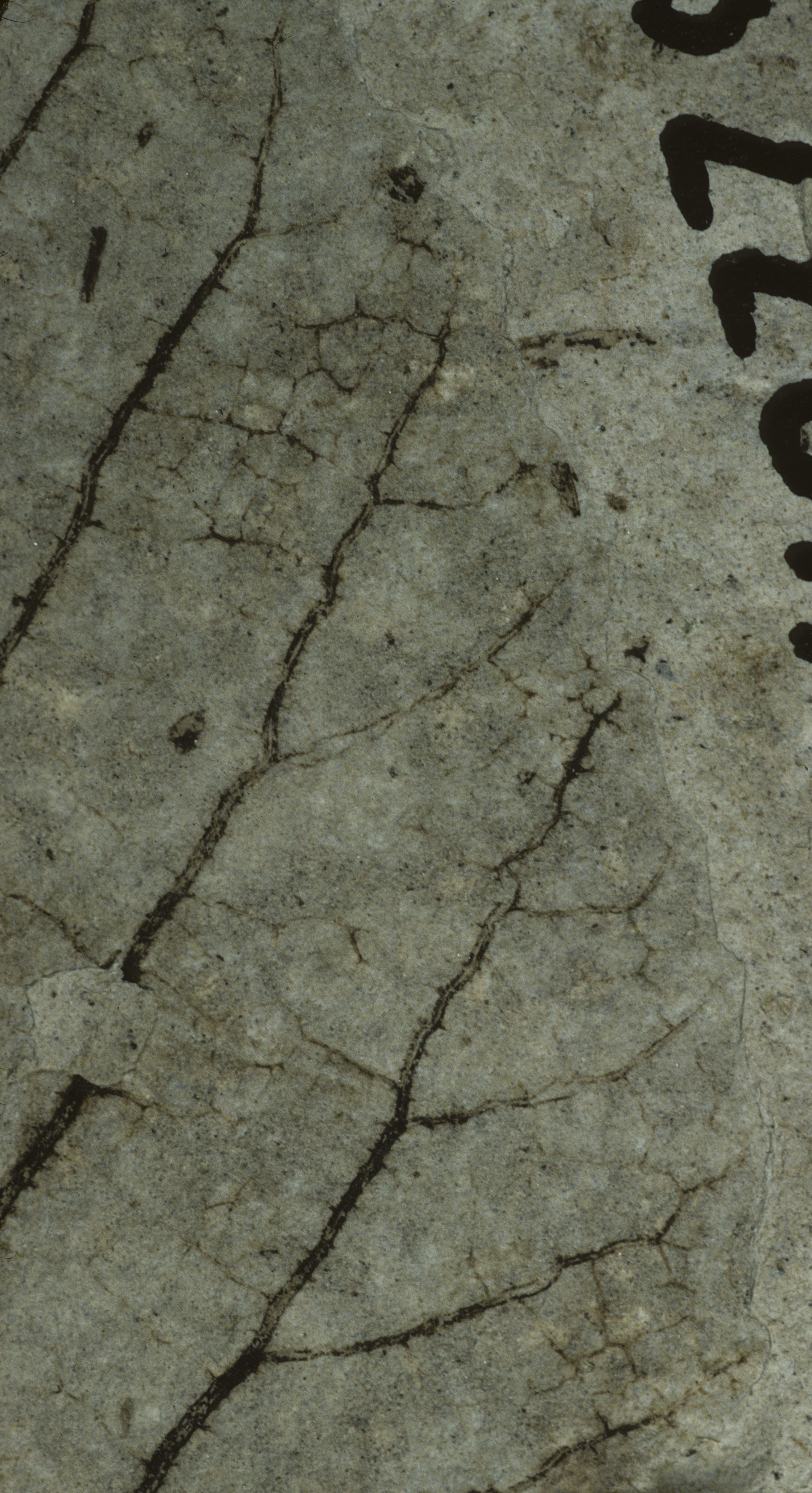 Sample 1 Image