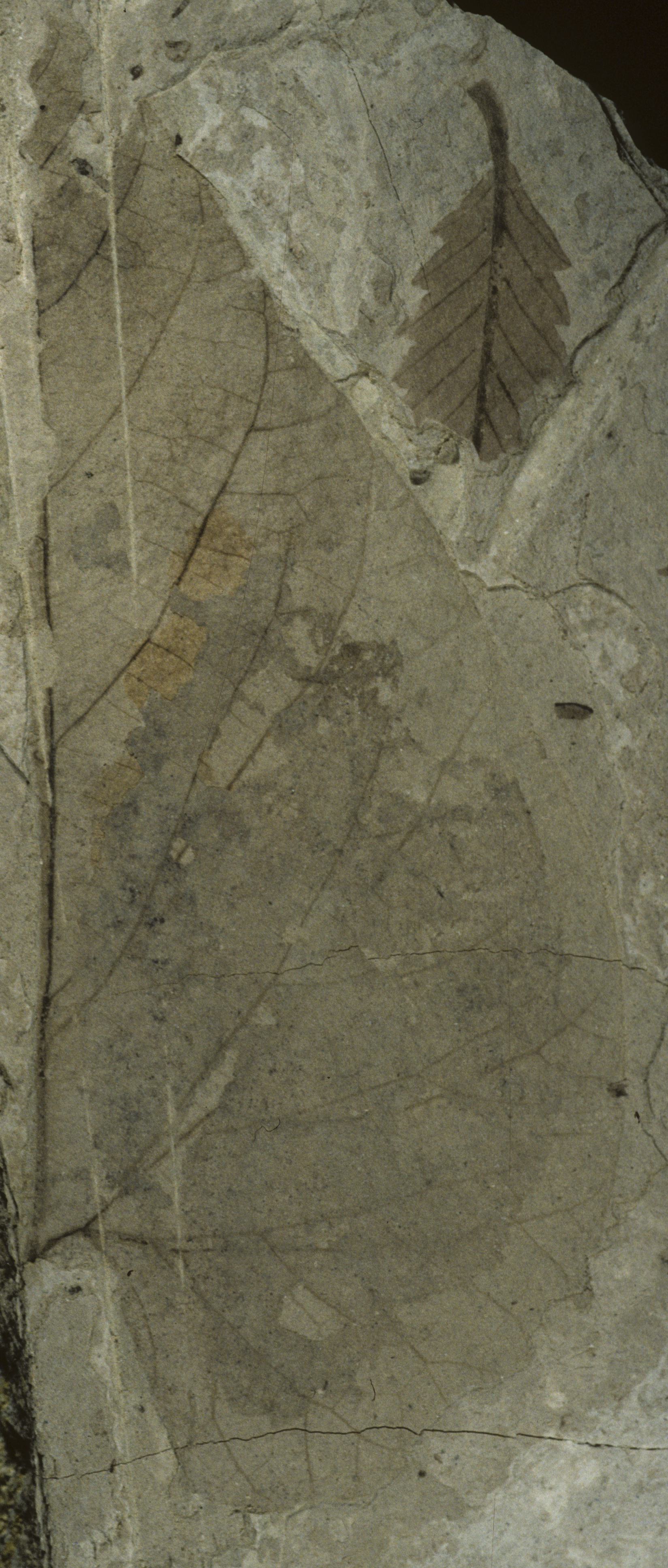 Fossil Image