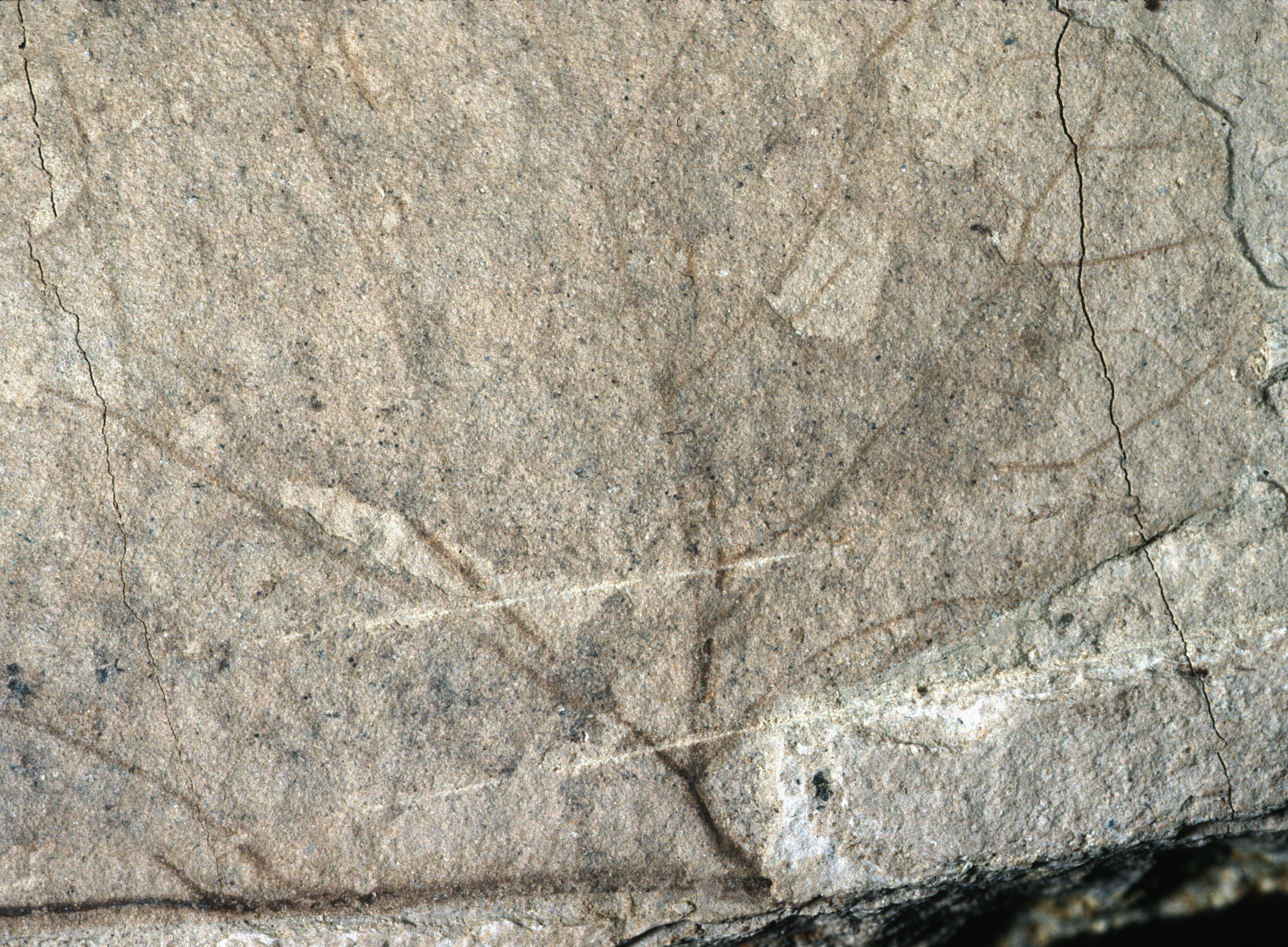Sample 1 Image