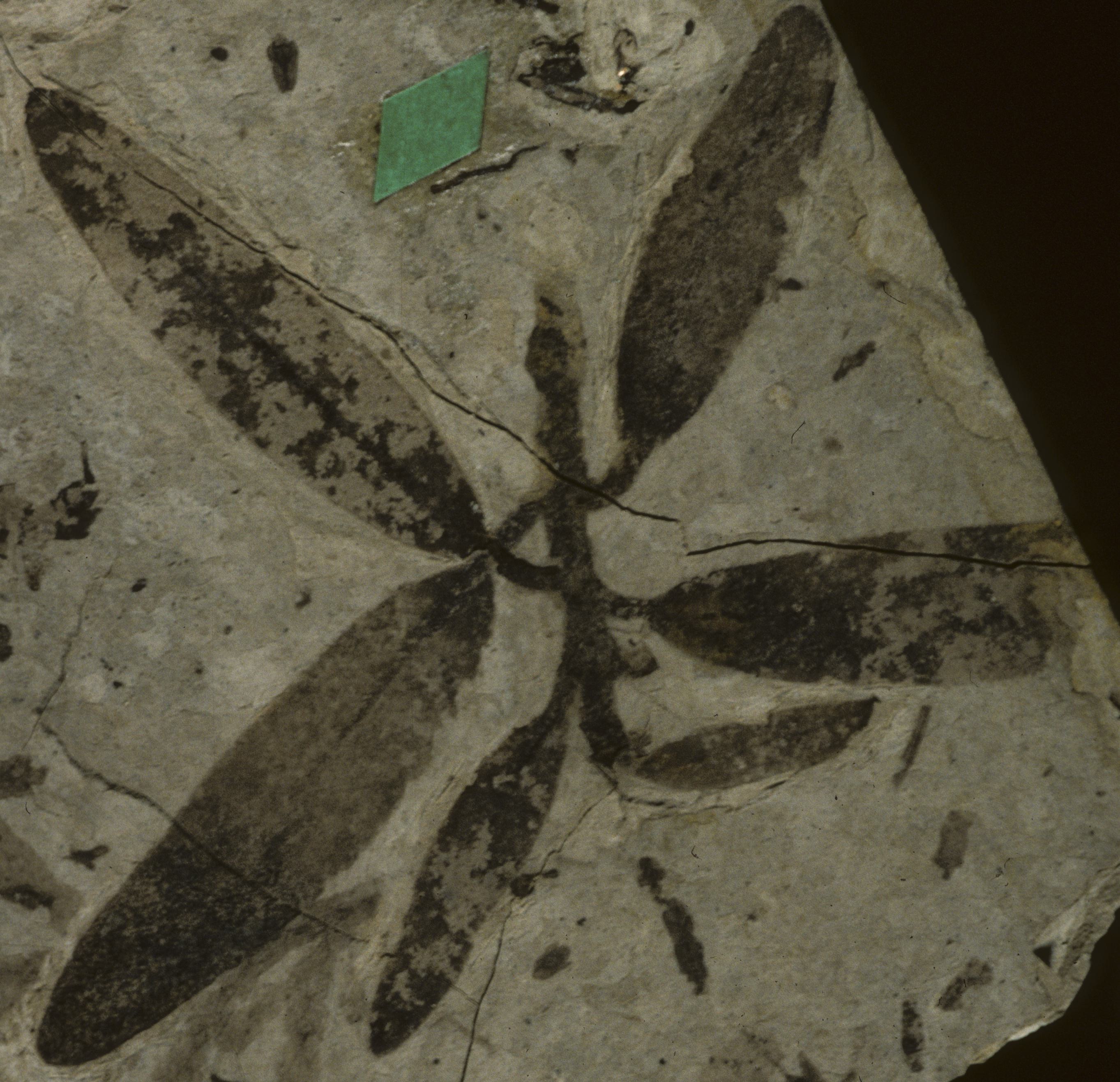 Fossil Image