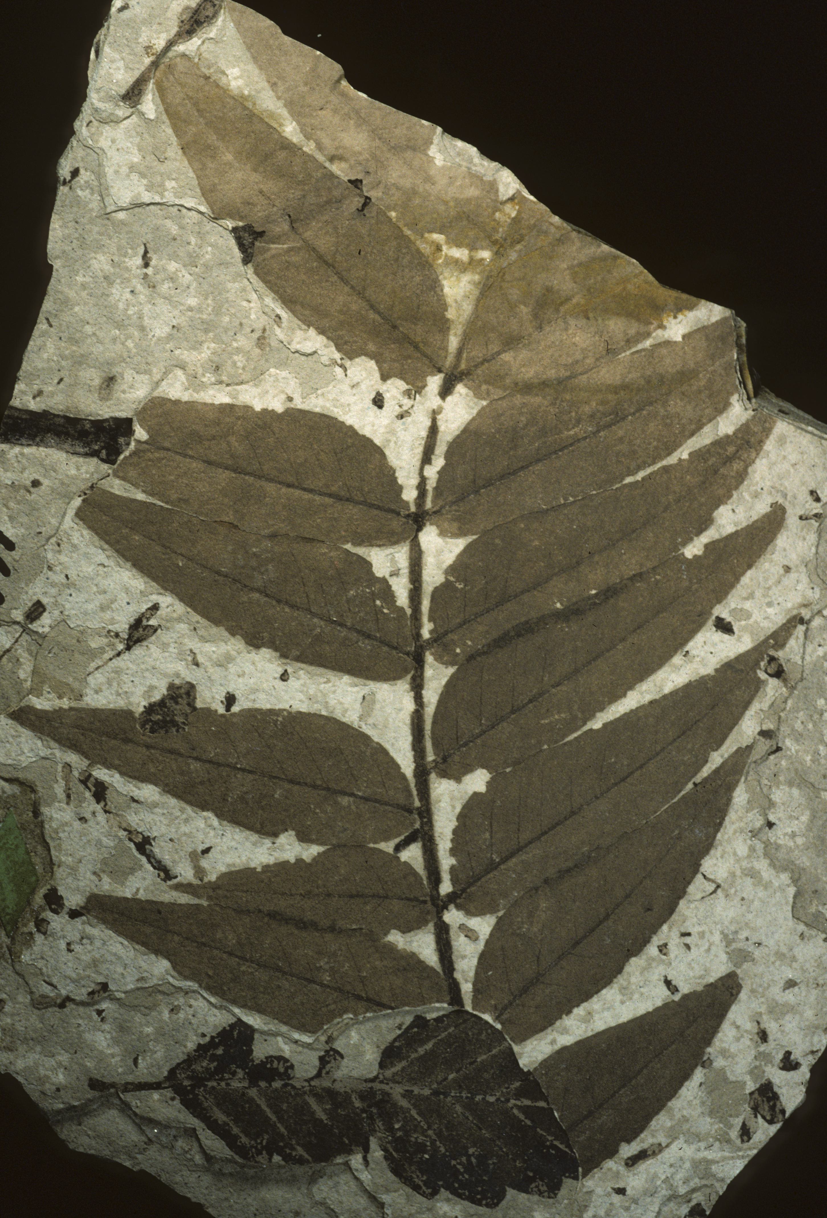 Fossil Image