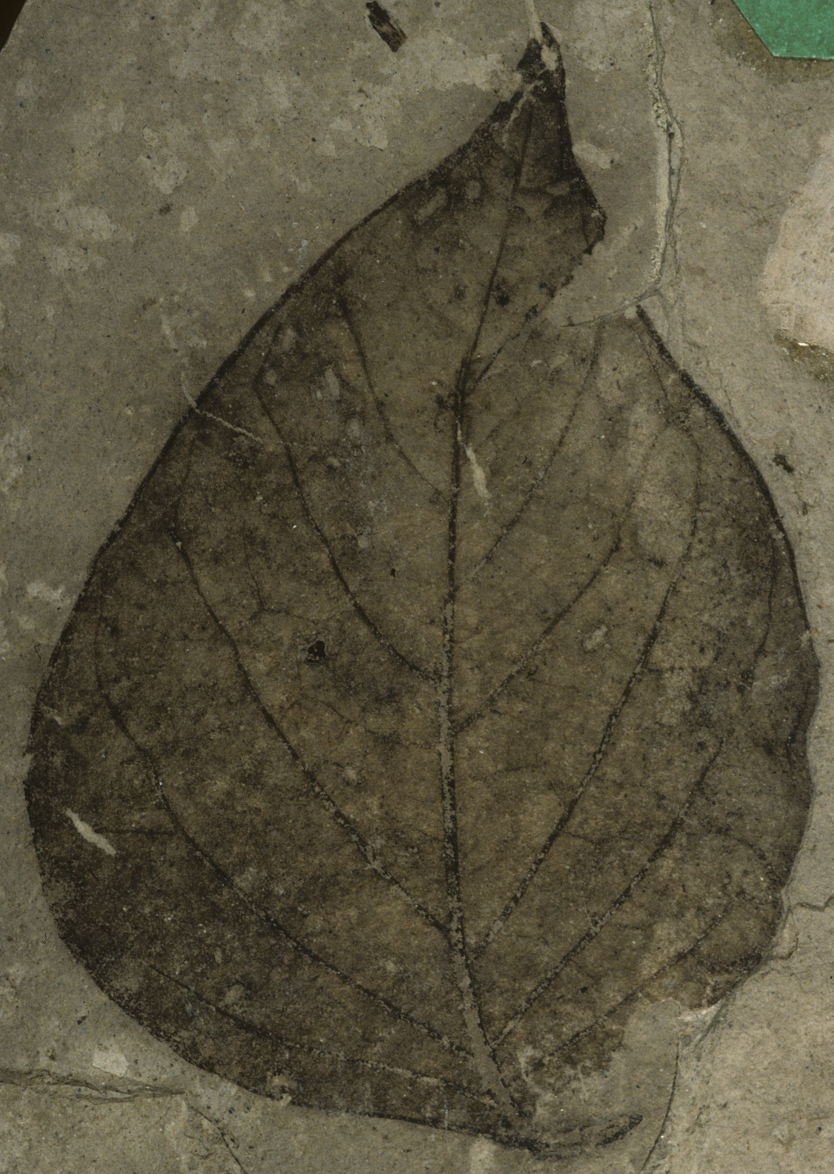 Fossil Image