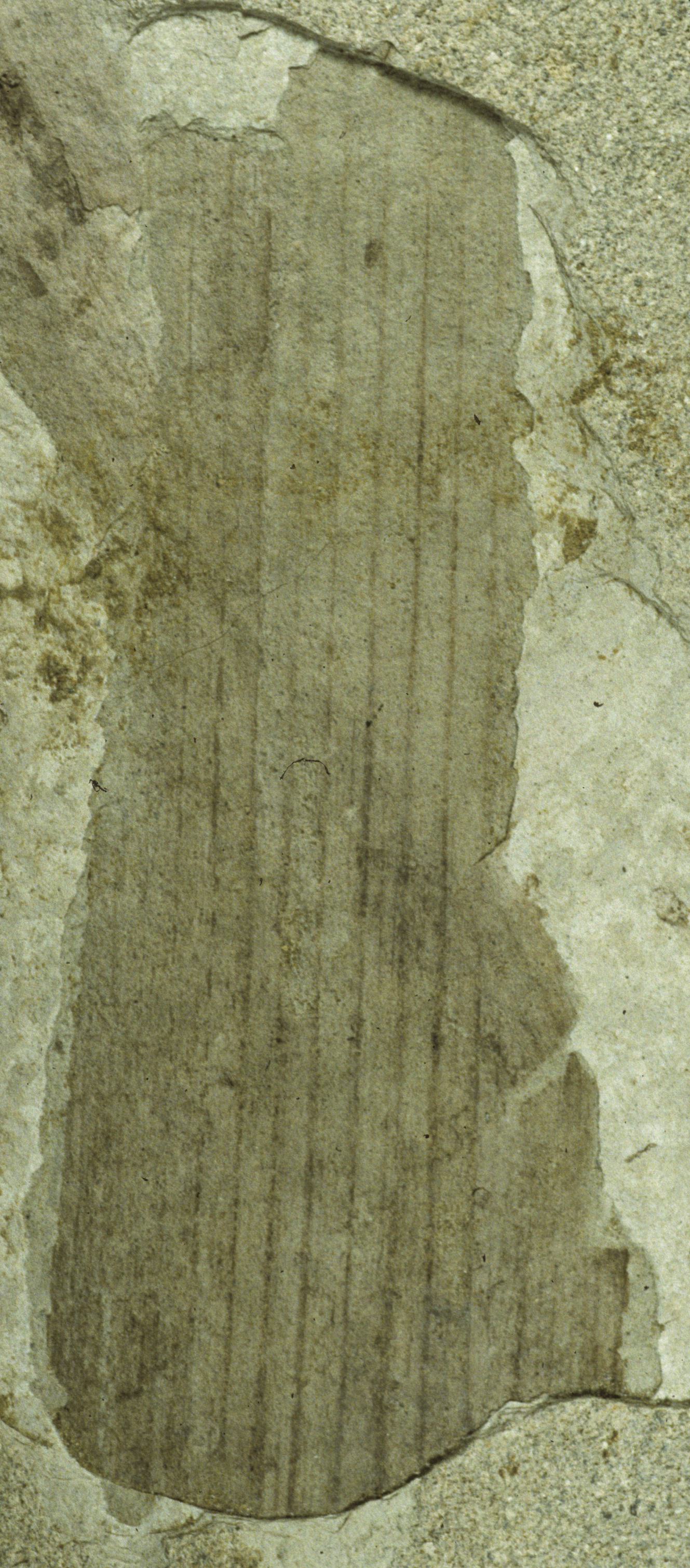 Sample 1 Image