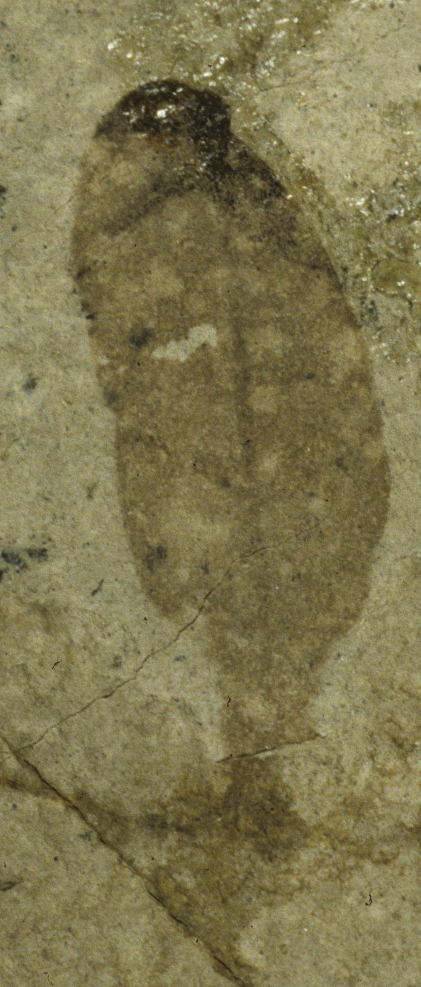 Fossil Image